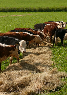 Innovative programme for Shropshire Hills livestock farmers