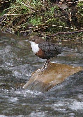 Shropshire Slow The Flow