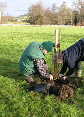 Tree planting