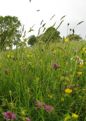 Talk on the Shropshire Local Nature Recovery Strategy