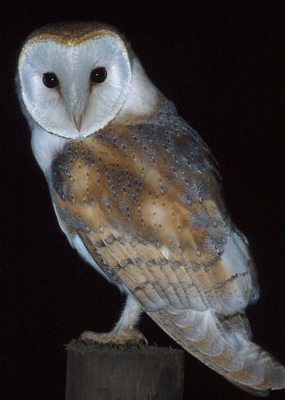 Shropshire Barn Owl Group Talk