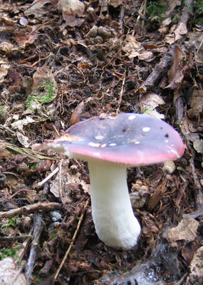 Woodland Fungi Identification Walk