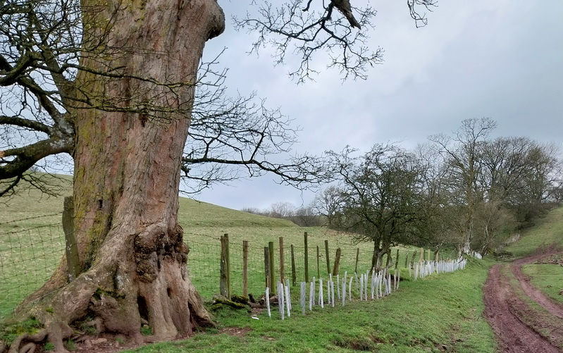 photo of new hedge trees planted to fill gaps in existing hedgerow