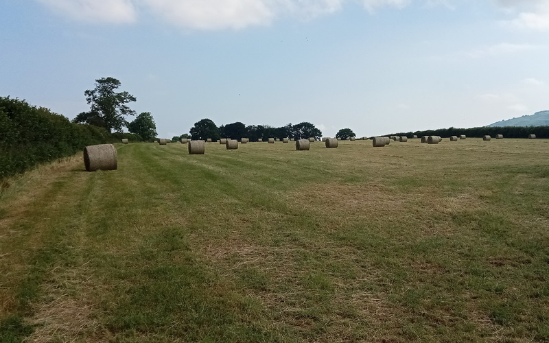 photo of hay bales in a field on the farm