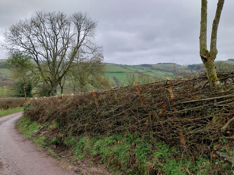 photo of newly laid hedge along a lane