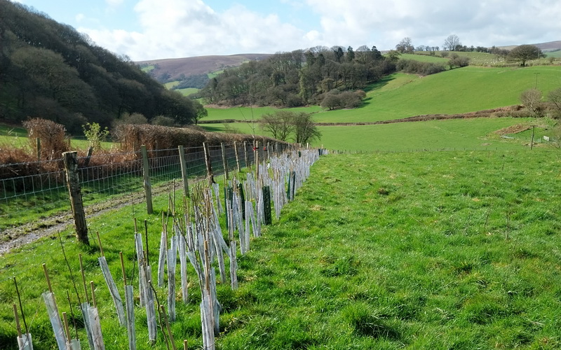 photo of new hedge planting along track on farm