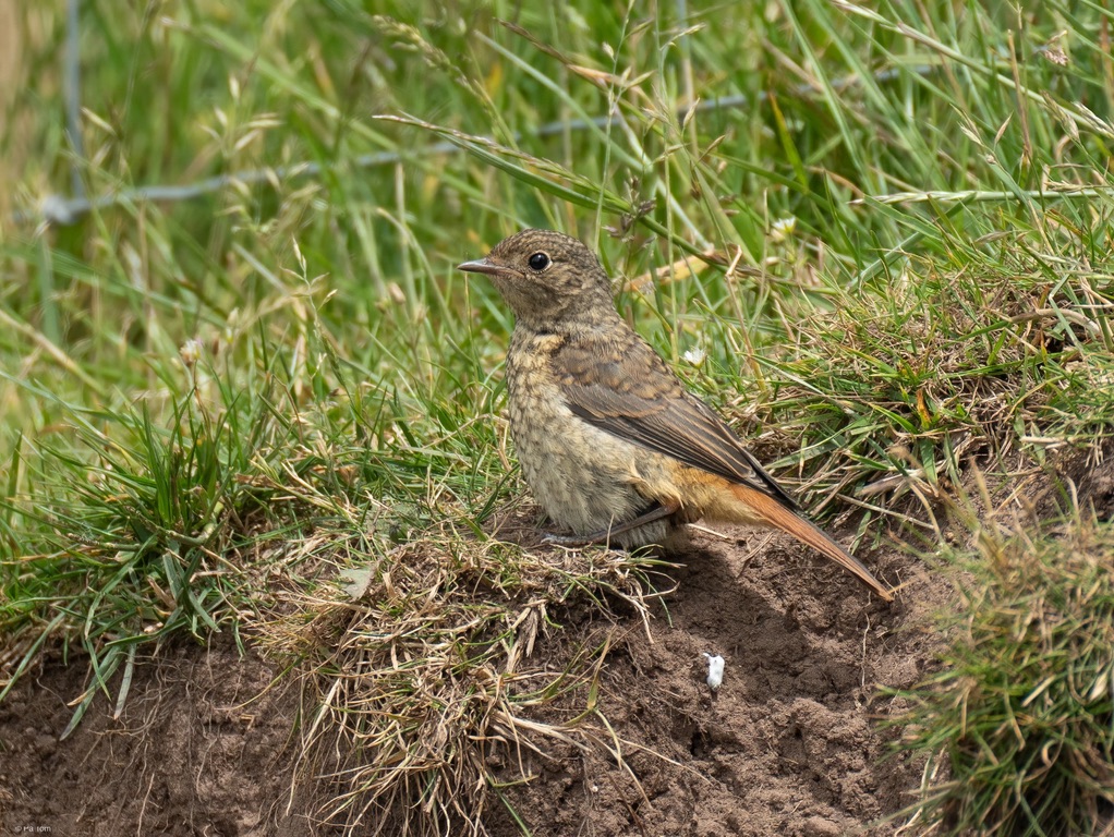 photo of a redstart on the bank