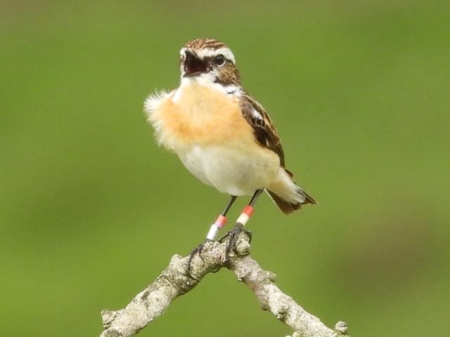 photo of a whinchat perched on a branch