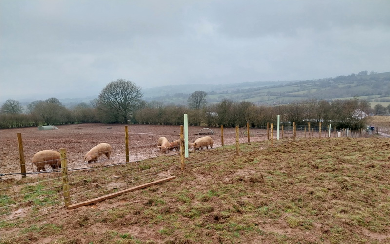 photo of new fencing