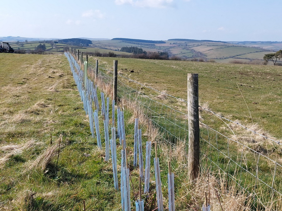view of new hedge planted on farm in the Shropshire Hills