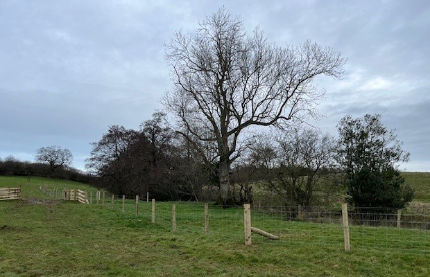 photo of new fence and field gate on farm