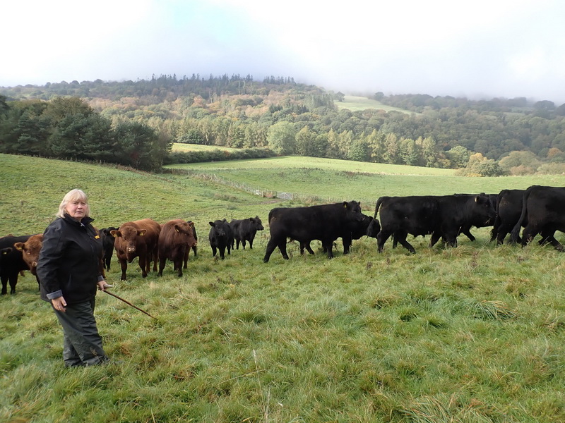 photo of farmer and cattle