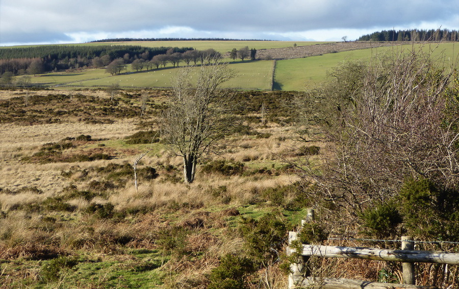 photograph of Rhos Fiddle Nature Reserve