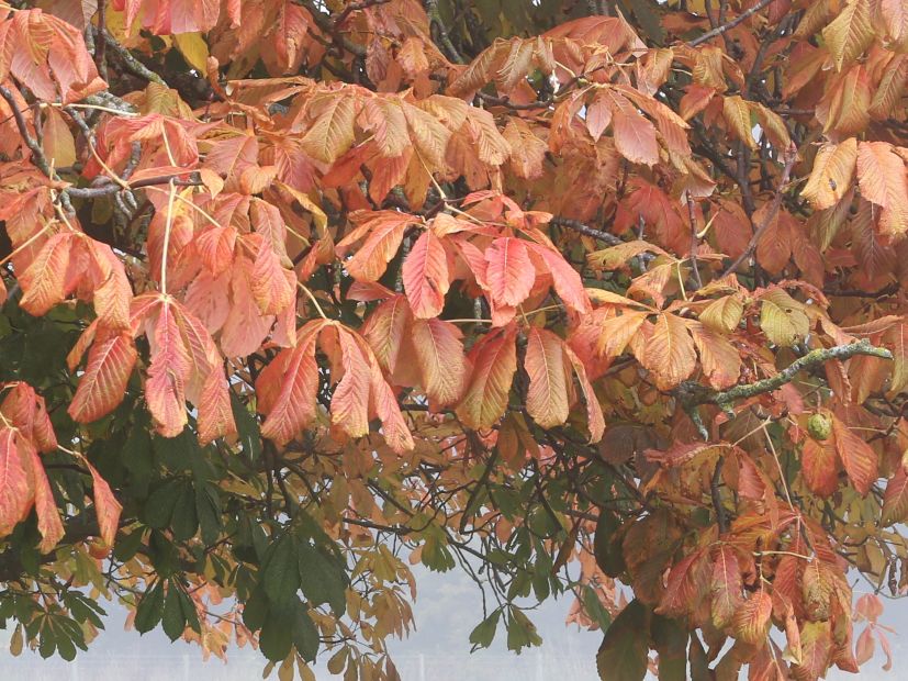 autumn leaves photograph of autumn leaves